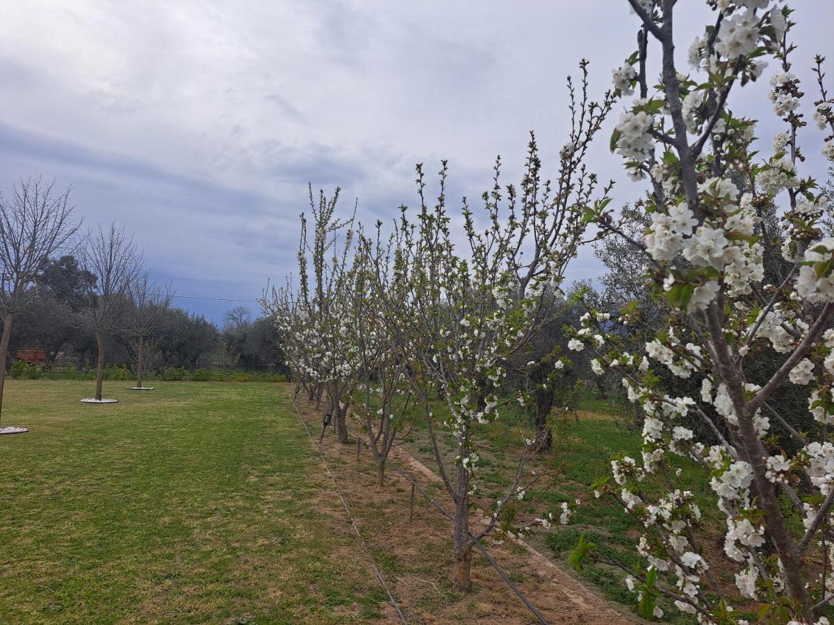 Quinta Das Oliveiras Turismo Rural 凡道 外观 照片