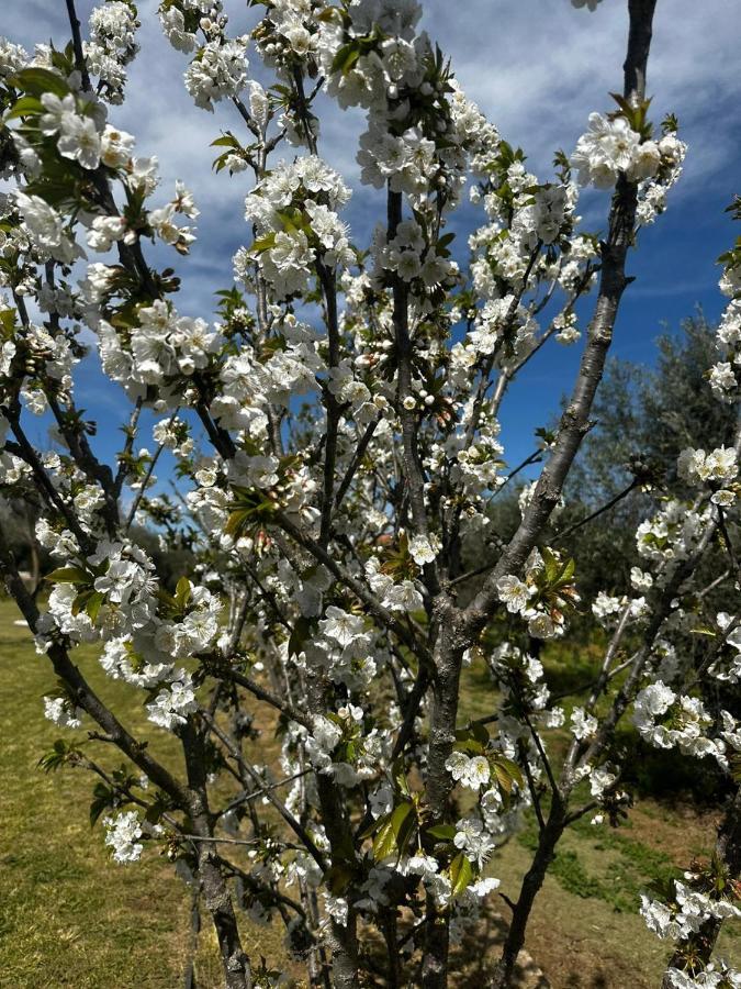 Quinta Das Oliveiras Turismo Rural 凡道 外观 照片